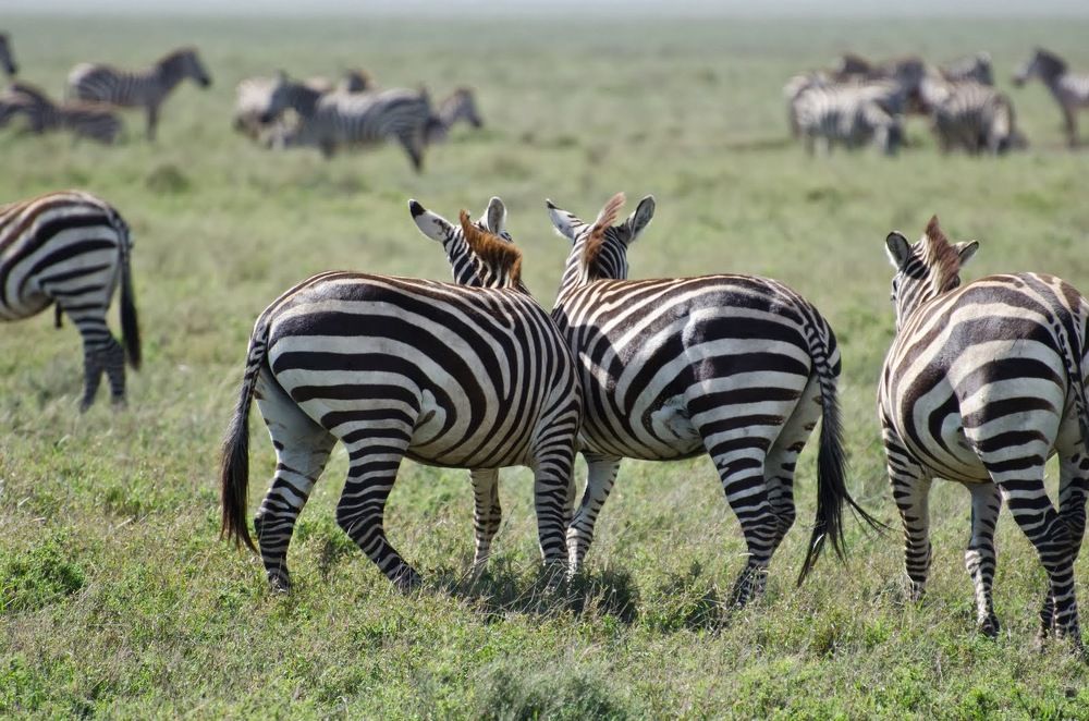 Photograph by Татьяна