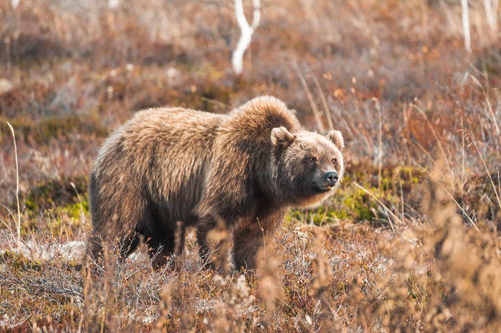 Photograph by Евгений Житников