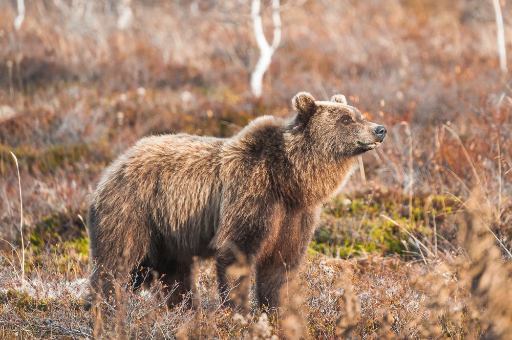Photograph by Евгений Житников
