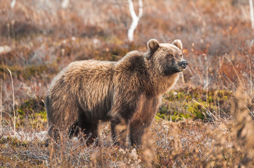 Photograph by Евгений Житников