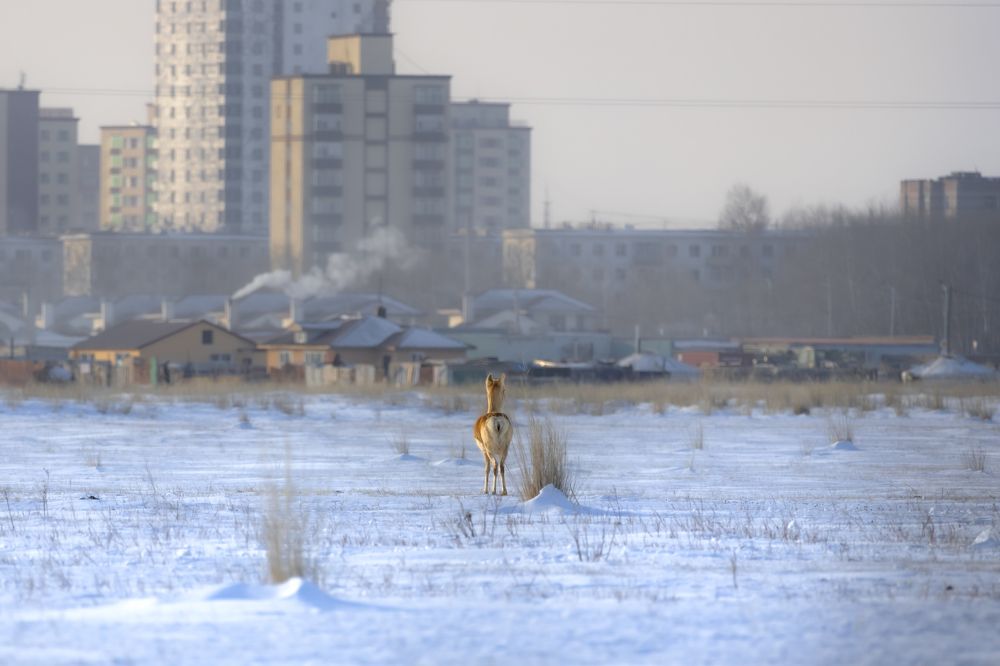 Struggling for Survival Mongolian gazelle