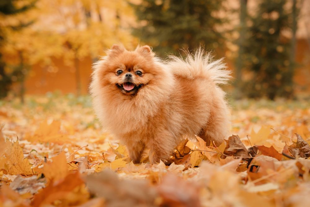 Фотография автора Анастасия Мазурева