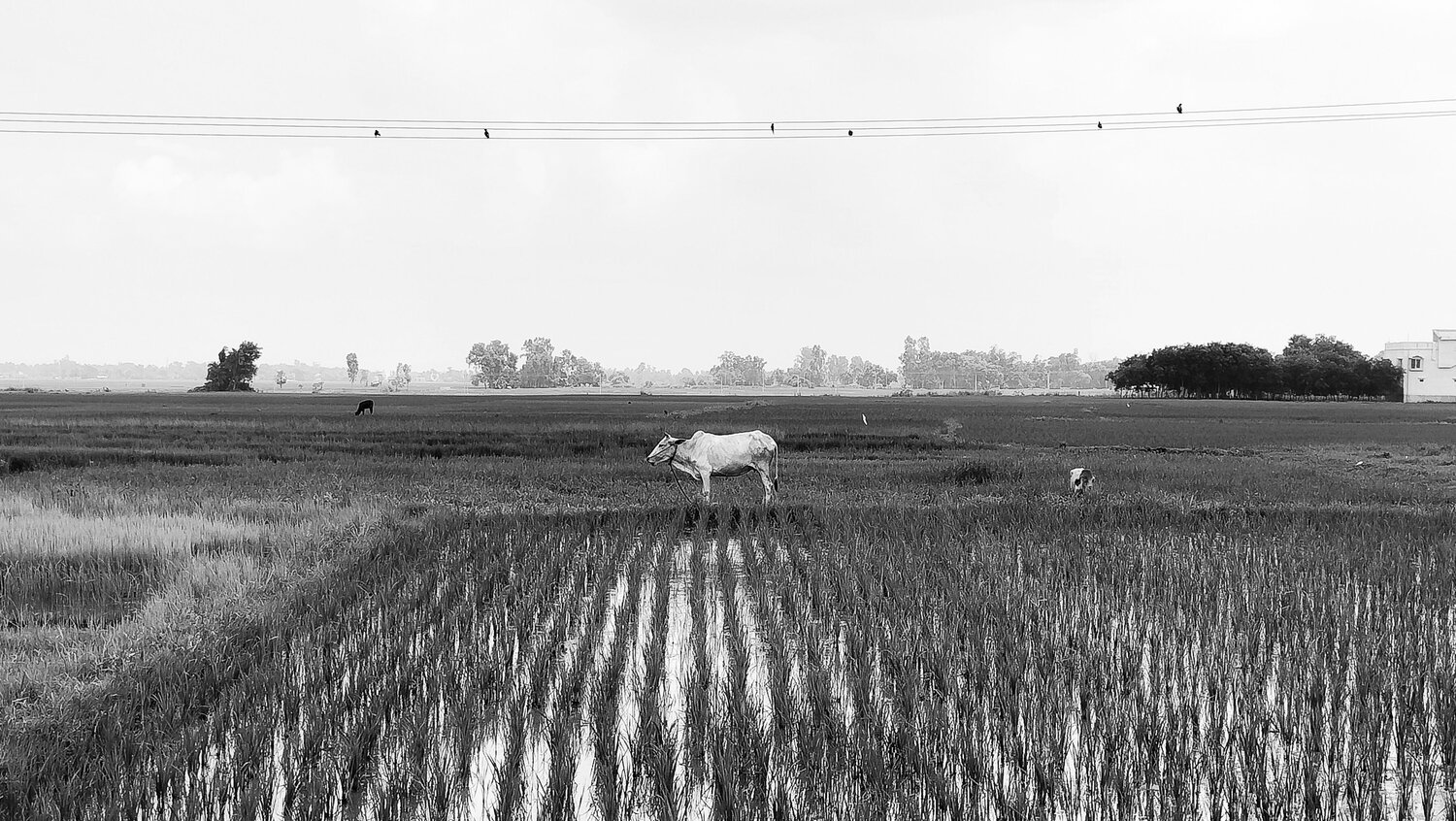 Photo #11270503