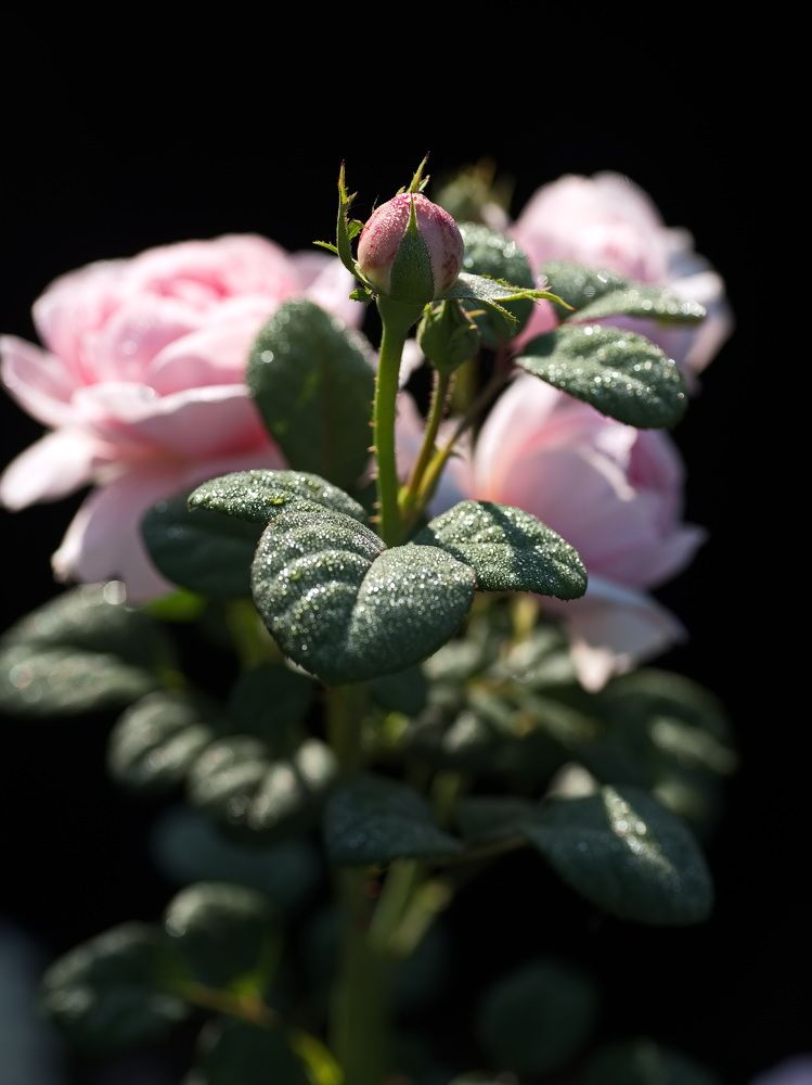 Фотография автора Юрий Кашлевский