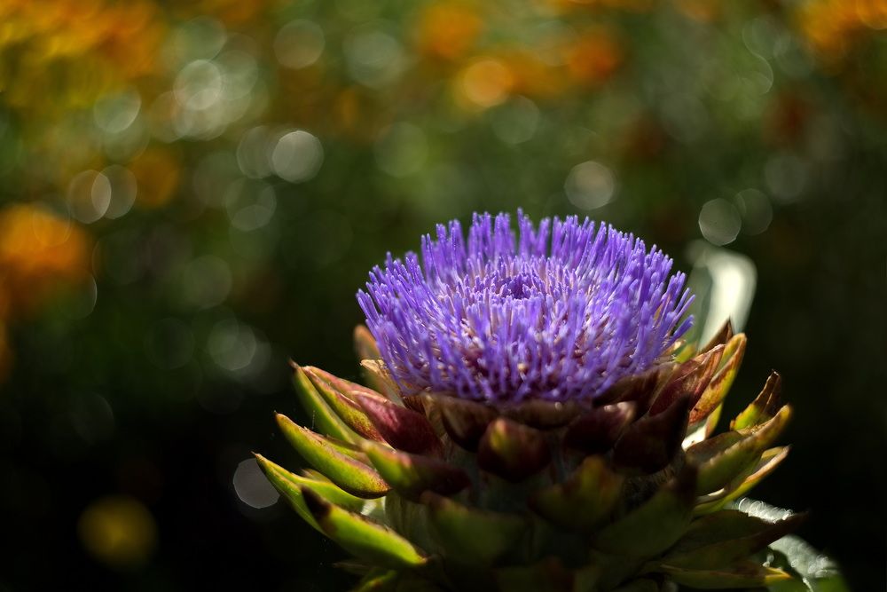 Фотография автора Юрий Кашлевский