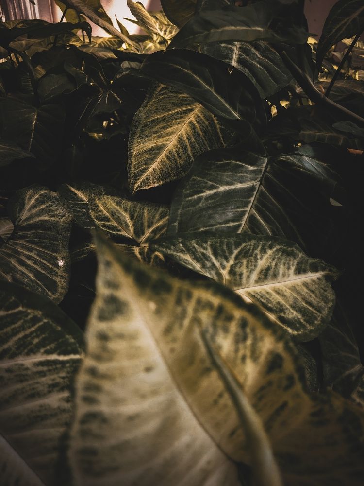 arrangement of leaf's line