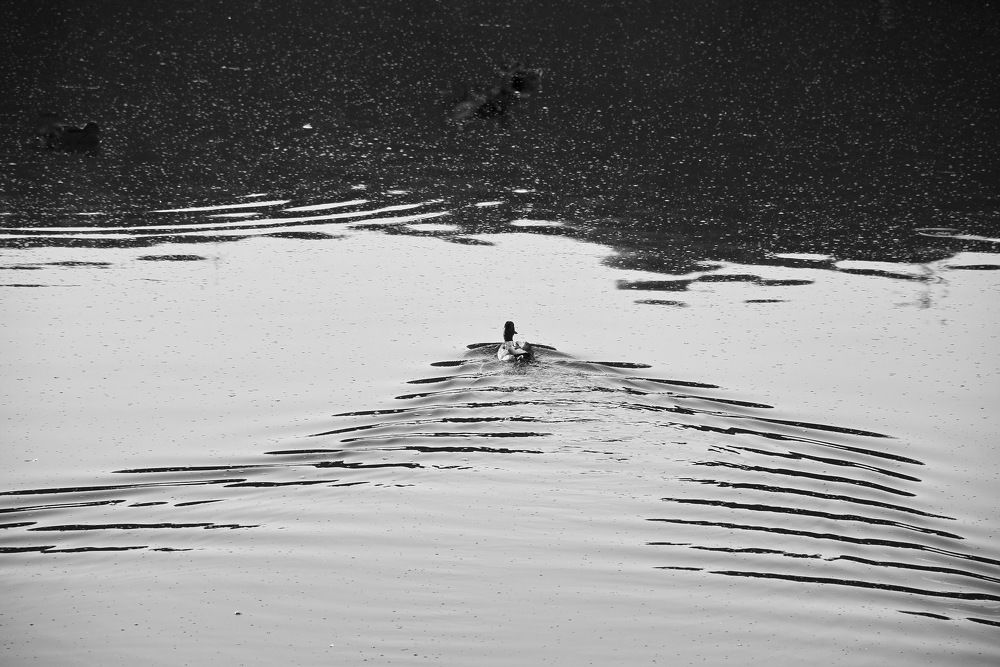 Следы на воде.