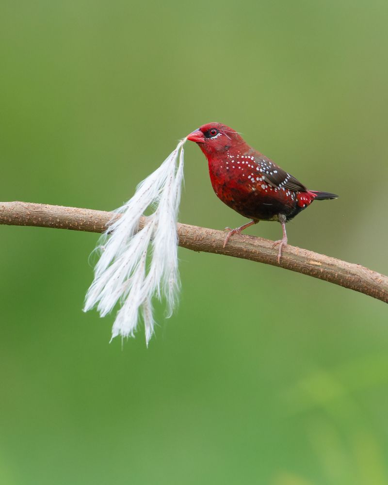 Red Munia