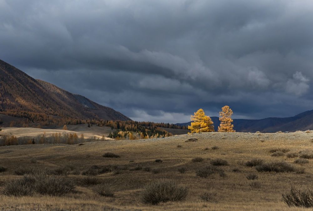 Две лиственницы