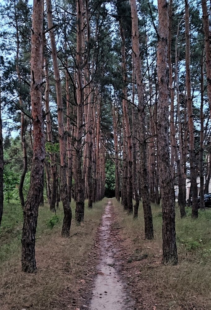 Photograph by Хоменчук Людмила