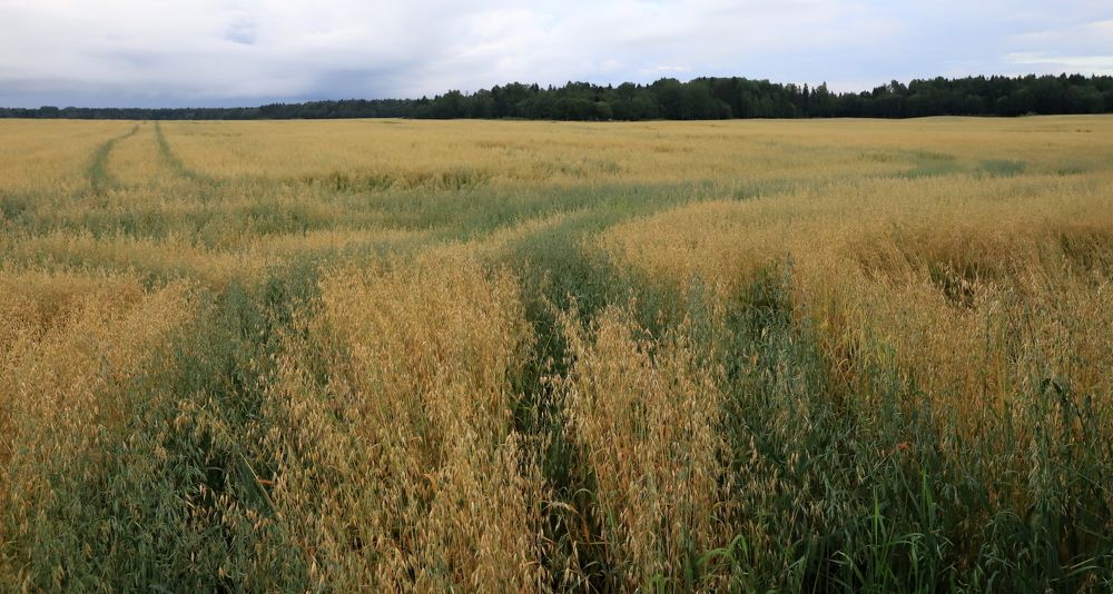 Photograph by елена