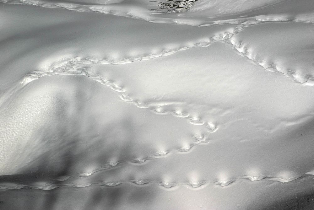 Фотография автора Татьяна Добровольская