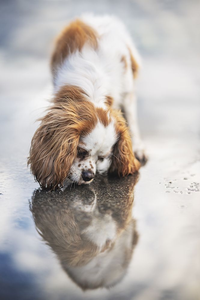 Photograph by Elke Braet