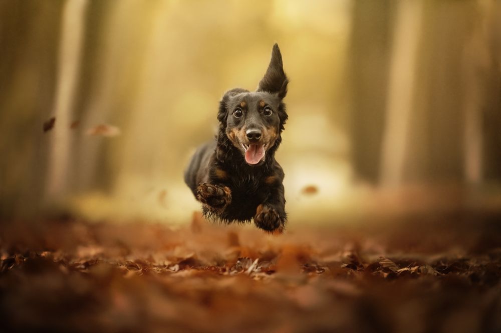 Photograph by Elke Braet