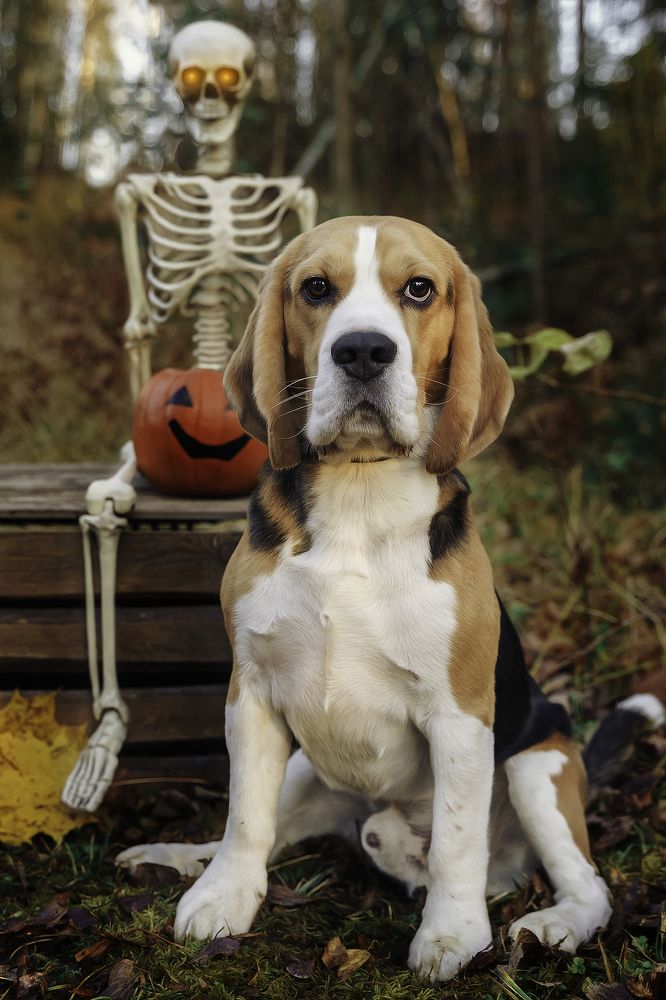 Halloween dog´s photoproject