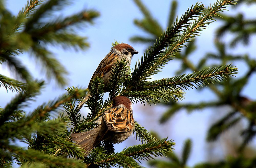 Фотография автора Александр Бичинев