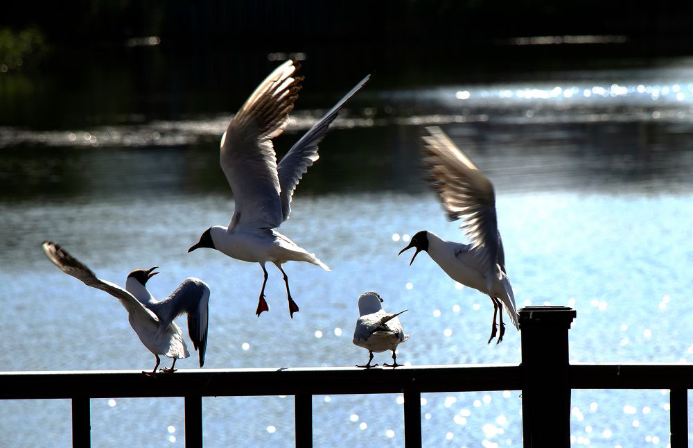 Фотография автора Александр Бичинев