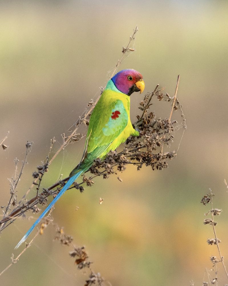 Photograph by RAJKUMAR CHETTE