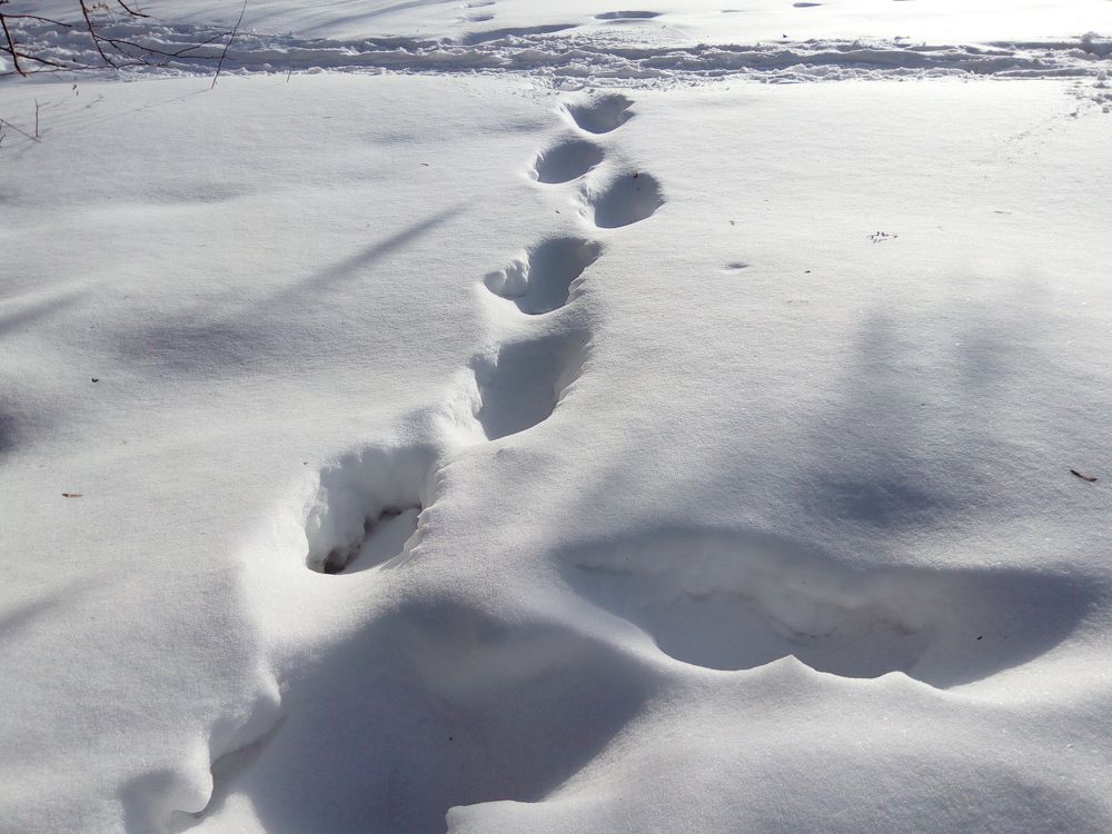 Photograph by Сироткина Нина