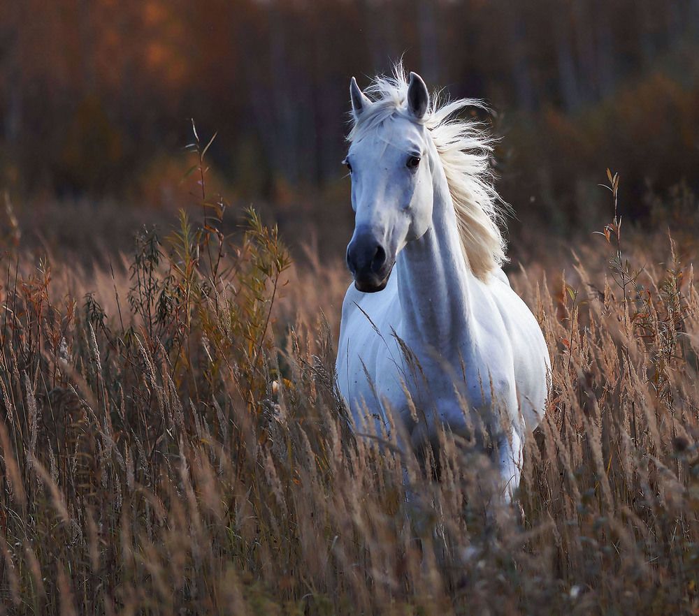 Белогривый