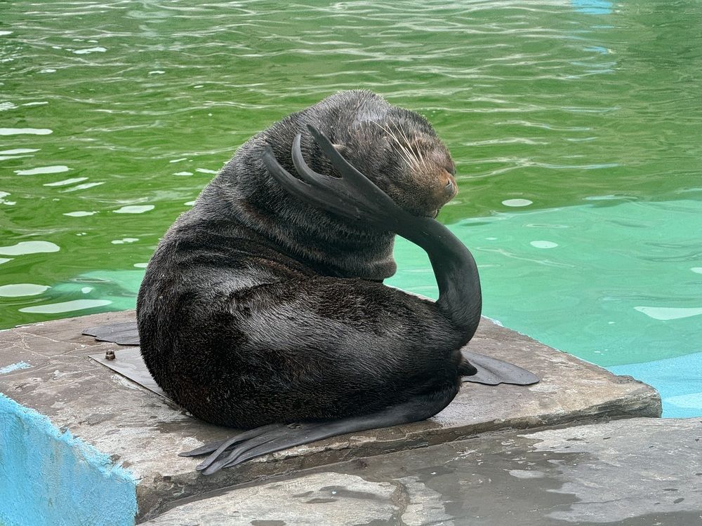 Фотография автора ГУЗАЛИЯ ГАНИЕВА