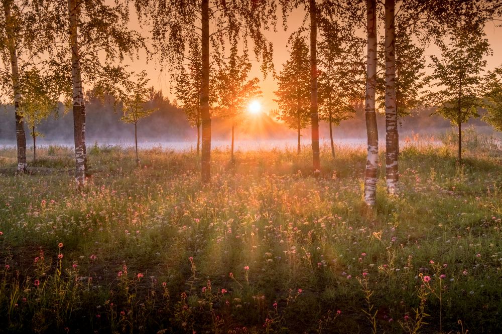 Золотое утро