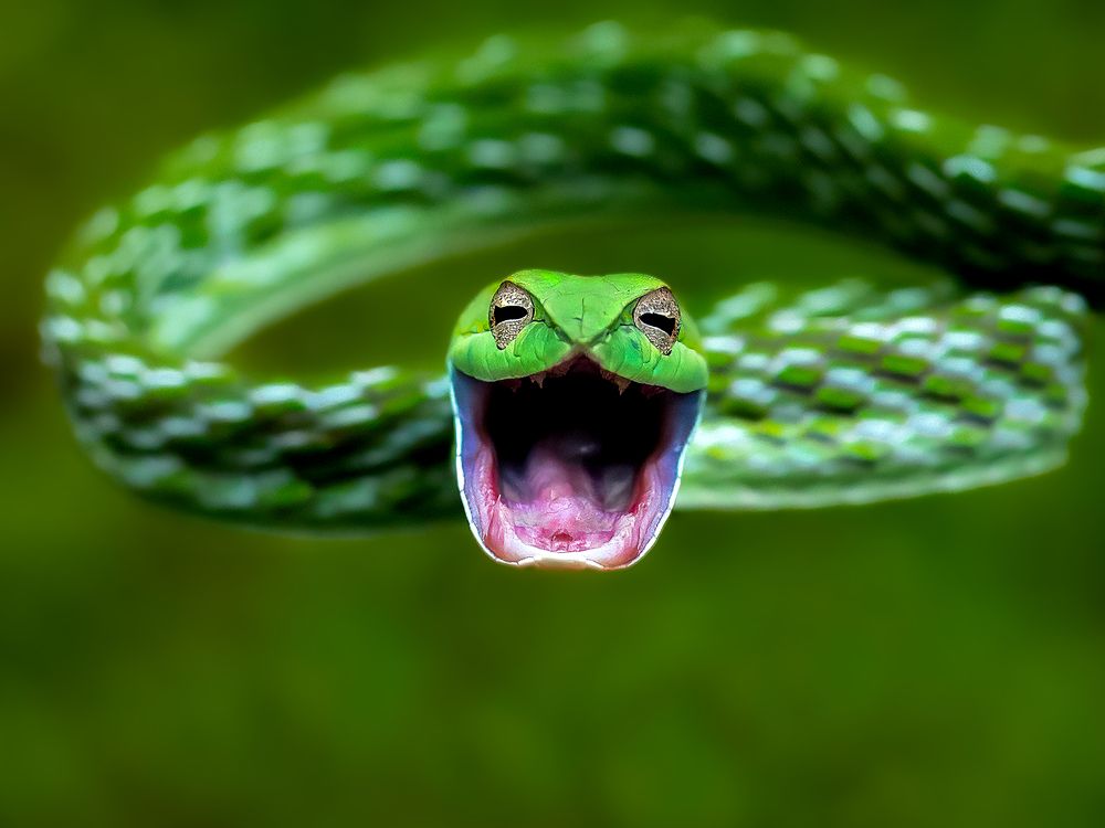 Photograph by Aravind Sanjayan