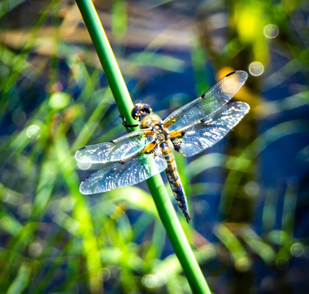 Photograph by Владимир Сушкин