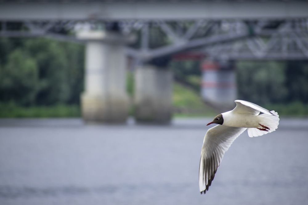 Фотография автора Андрей Гордиенко