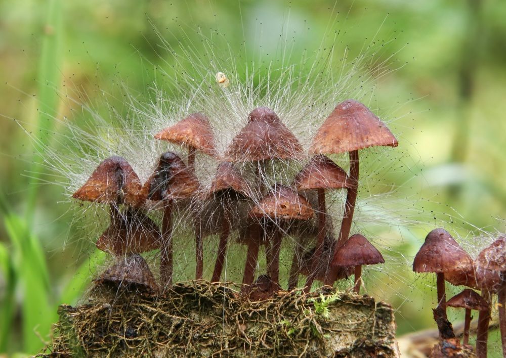 ,,Волосатые грибы"