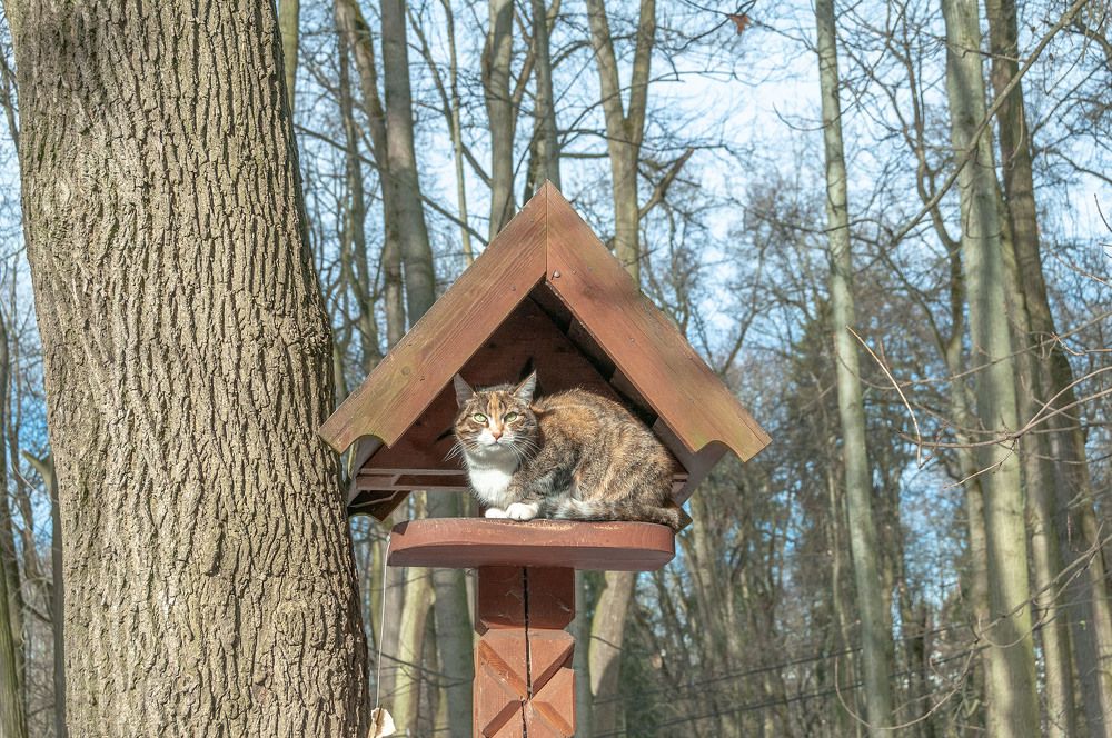 Photograph by Vladimir  Komarov