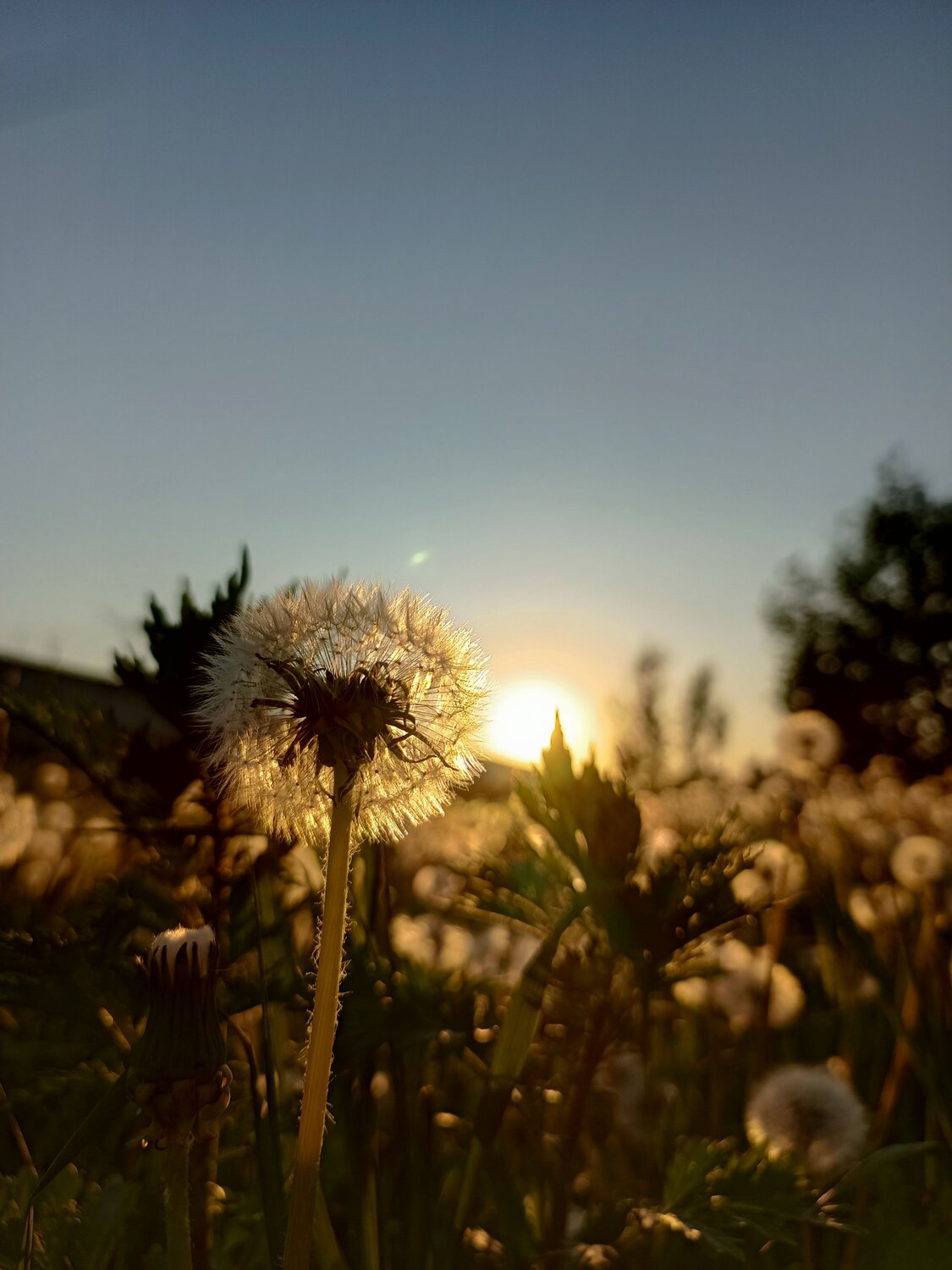 Photo #11274856