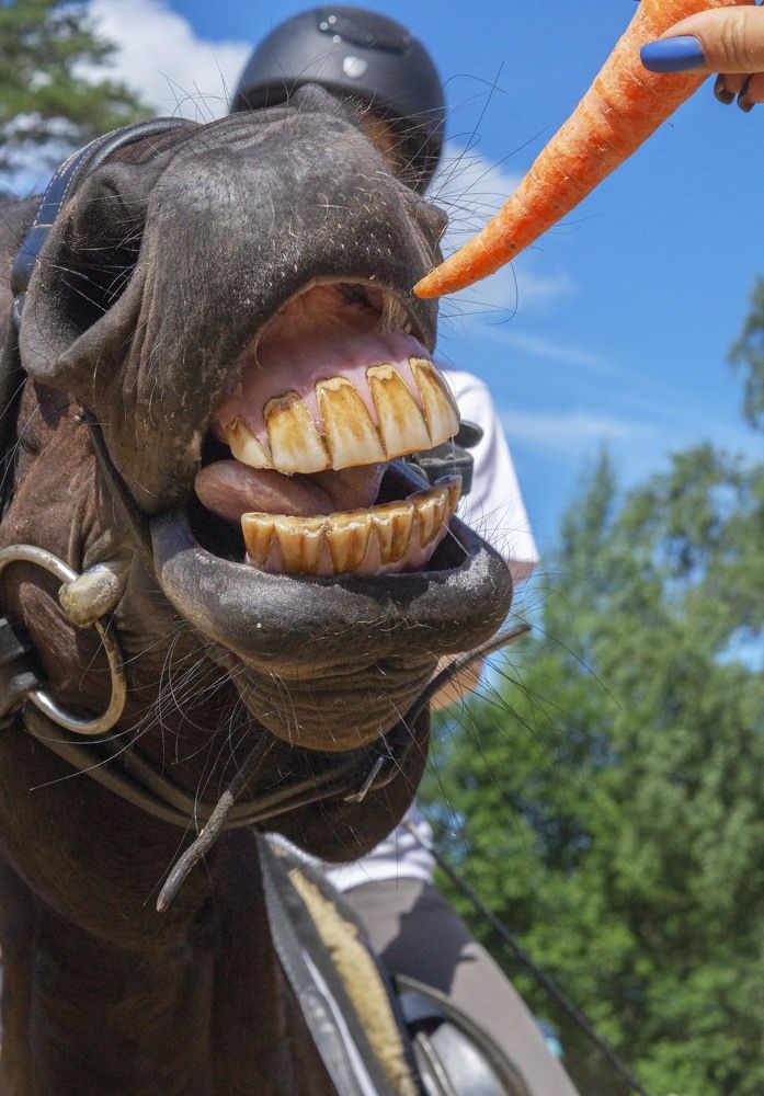 Лёгкий перекус.