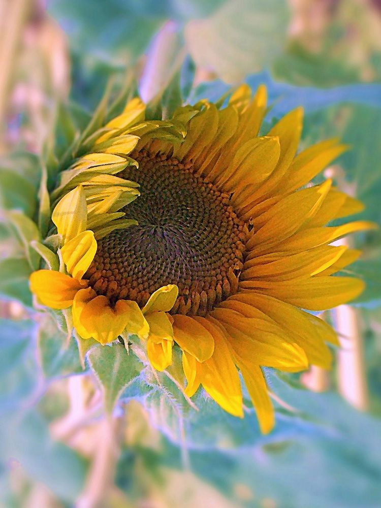 Фотография автора Вера,  Саша  Натан Фотогруппа ВЕСНА