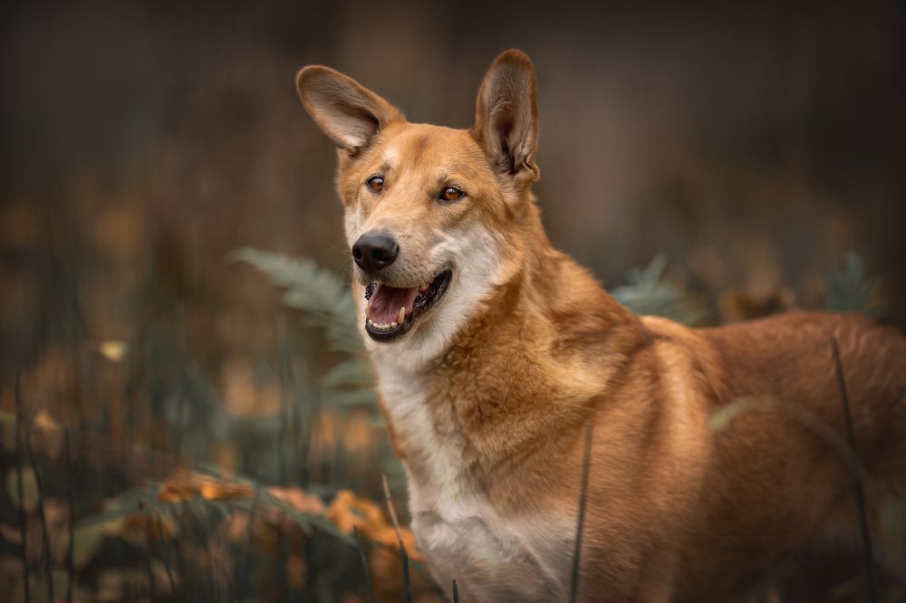 Photograph by Елена Самусенкова