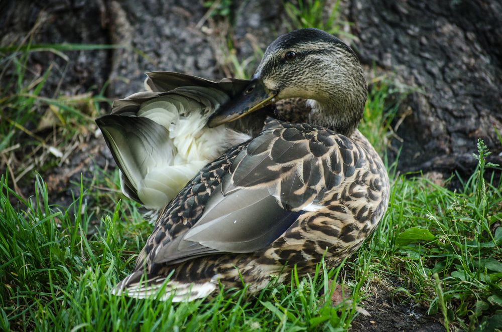 Photograph by Kate Vader