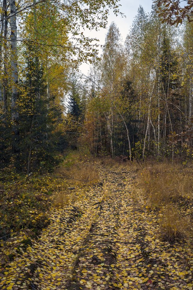 Photograph by Александр Журавлев