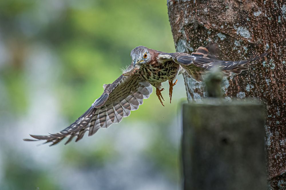 Photograph by Ashoke Shil