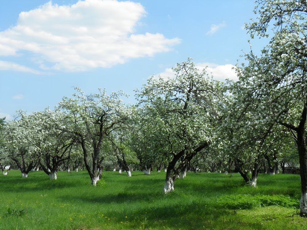 Photograph by Елена Сухорученкова