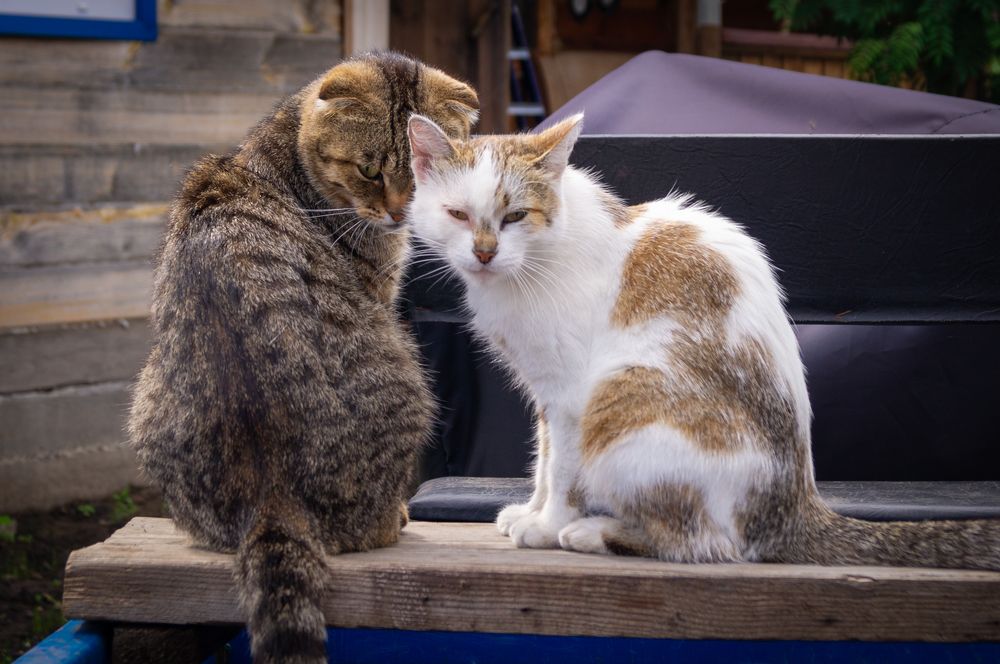 Photograph by Николай Мокшин