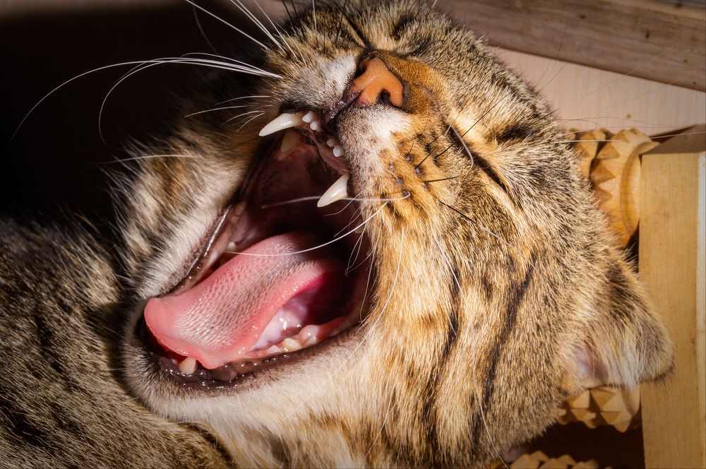 Photograph by Николай Мокшин