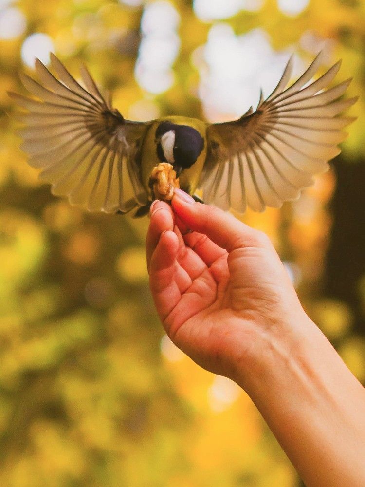 Синичкин день