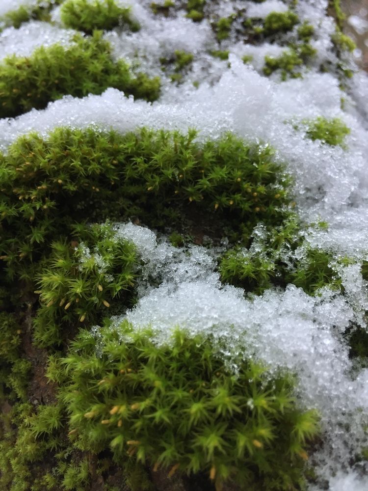 Photograph by Светлана Петрова