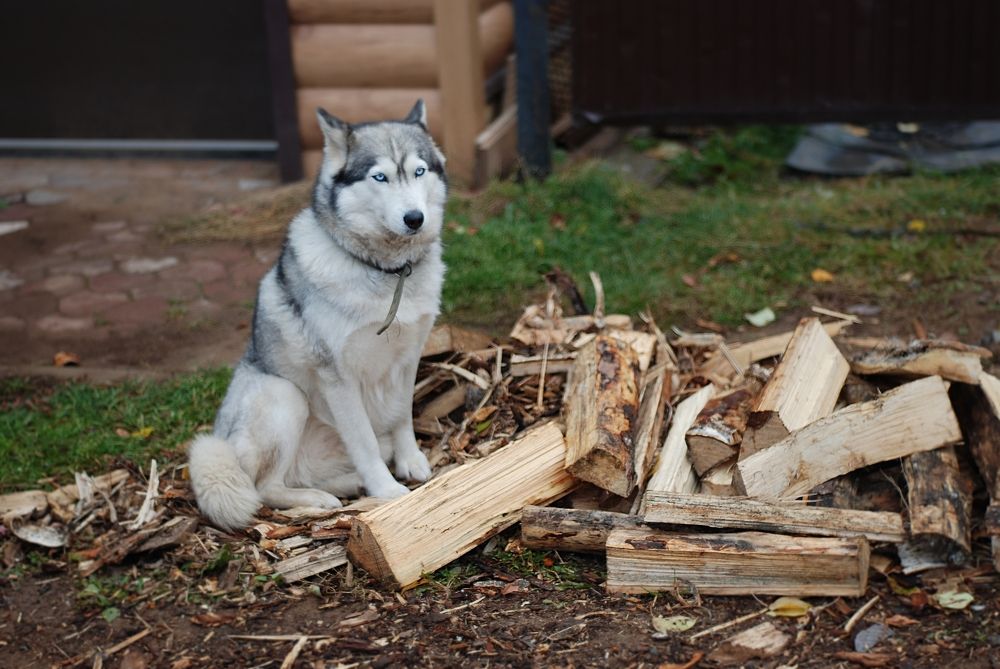 Photograph by Ася Батурина