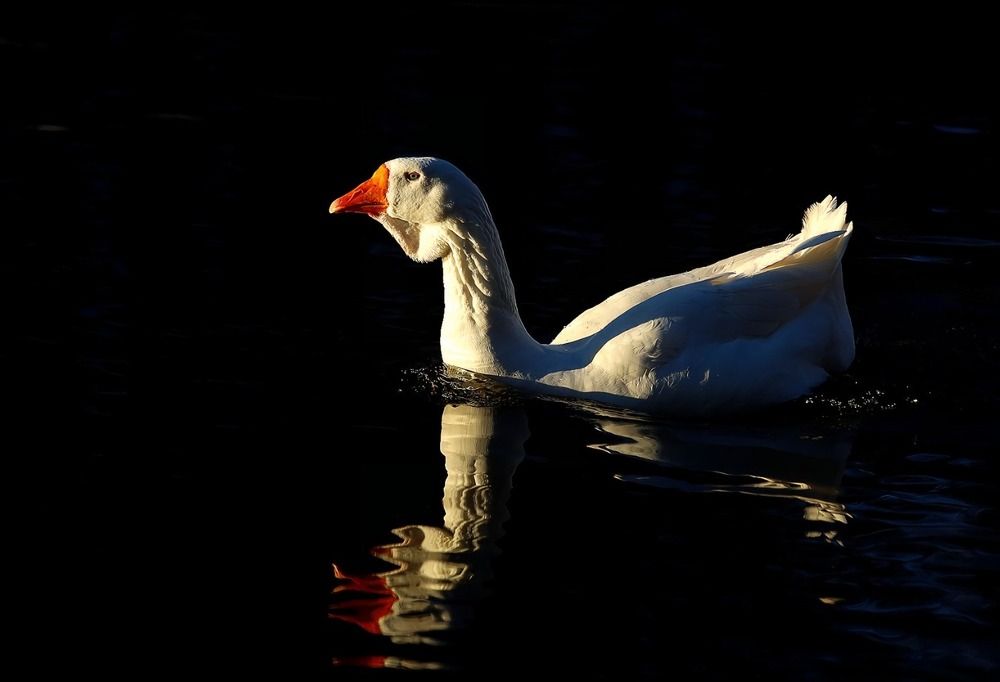 Photograph by Татьяна Слесарева