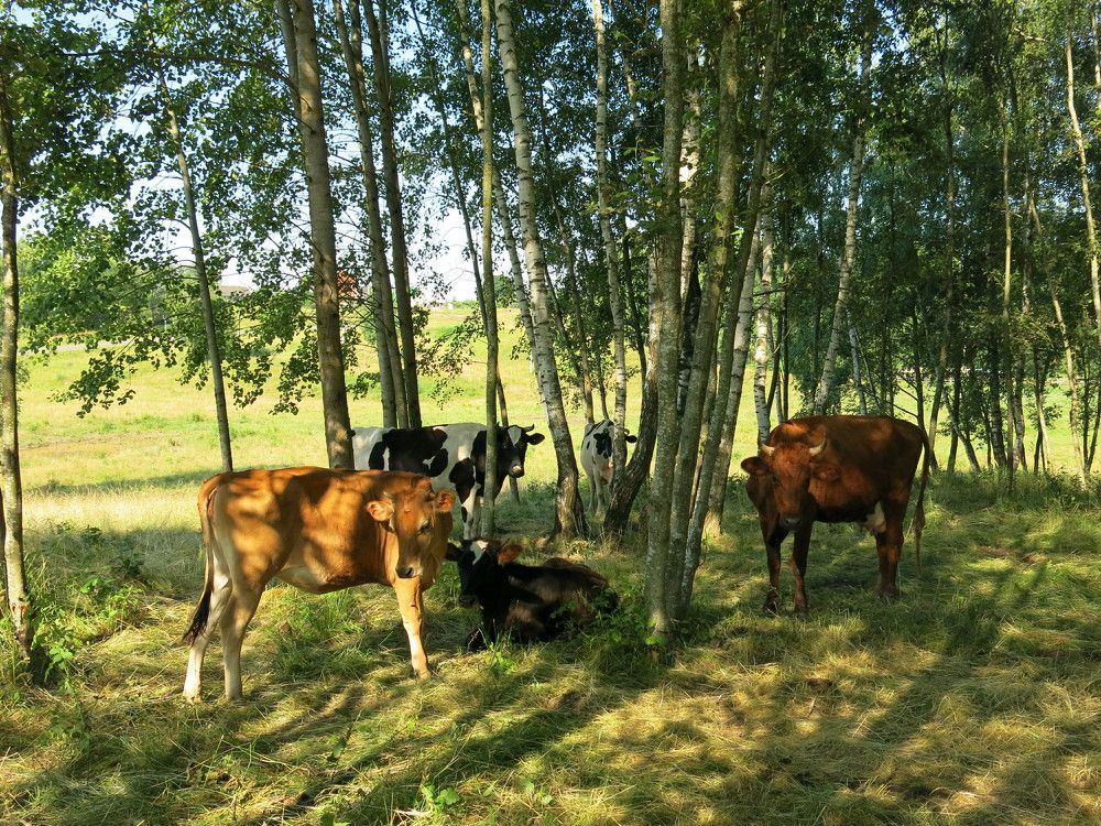 Photograph by ЭЛЬМИРА  ИСМАИЛОВА