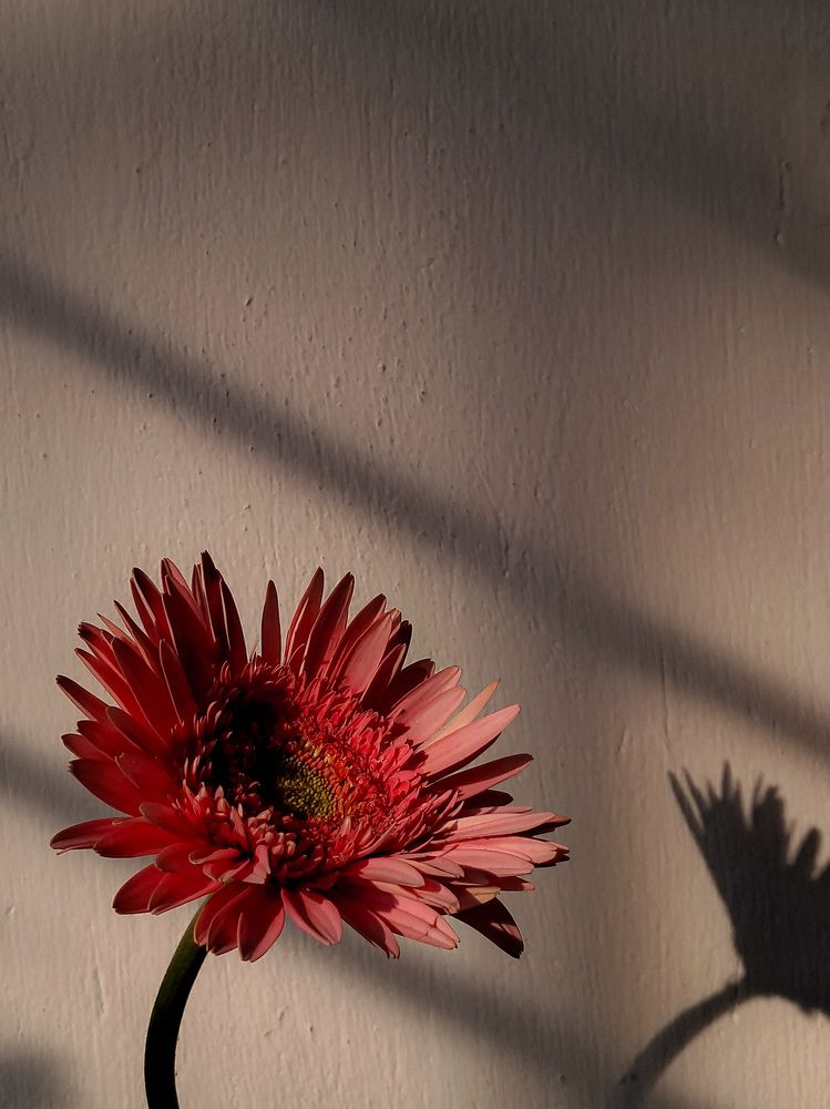 Photo #11277796
