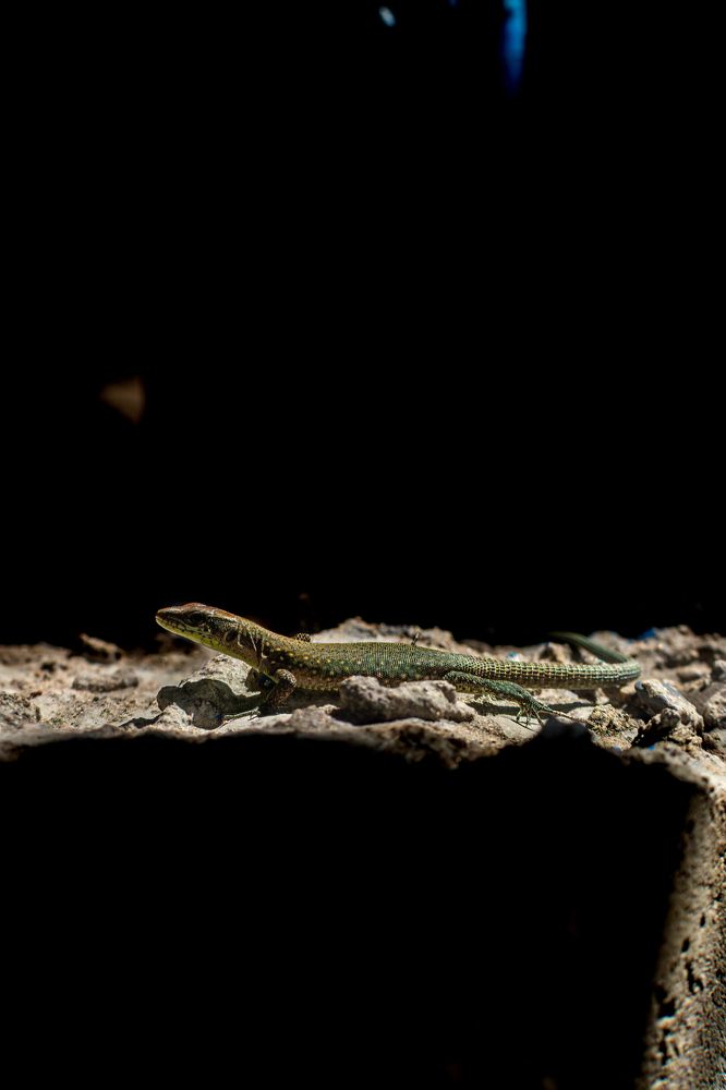 Photograph by Александр Свиблов