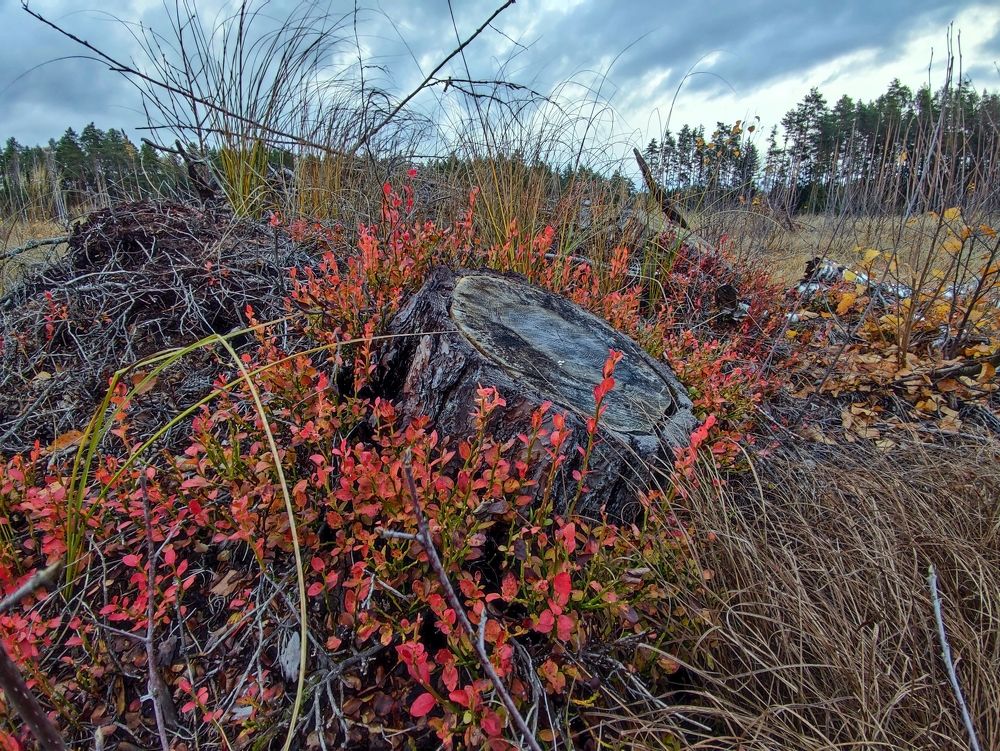 Photograph by Дмитрий Фетисов