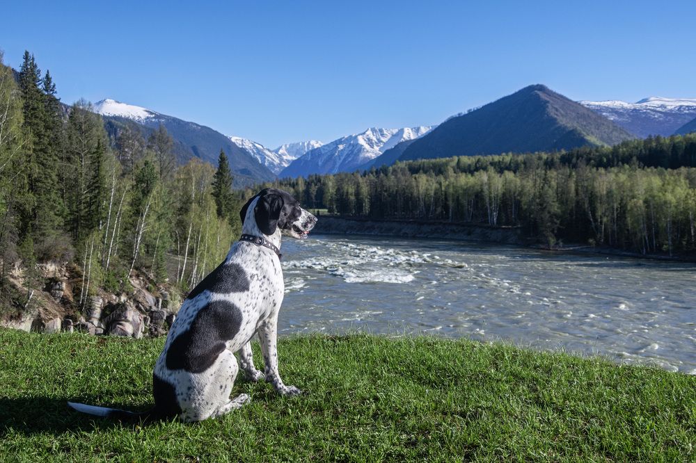 Вечерняя медитация